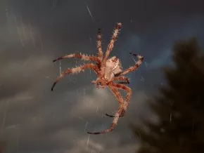 Pavoučí Lady-Domácí štěstíčko
