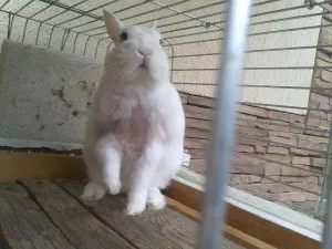 F