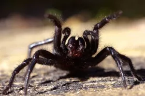 F