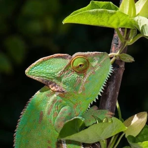 F