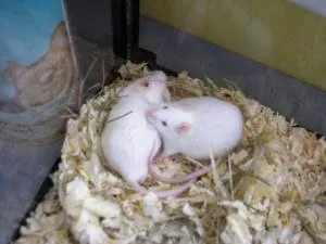 F