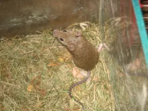 F