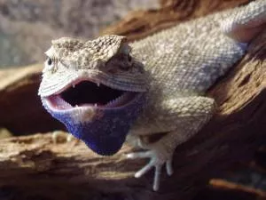F