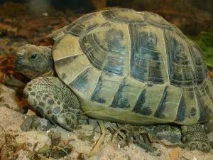 Fotka k příspěvku