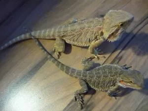 Fotka k příspěvku
