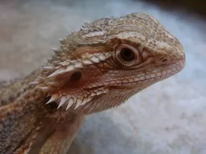 Fotka k příspěvku