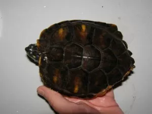 Fotka k příspěvku