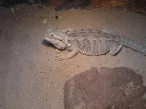Fotka k příspěvku