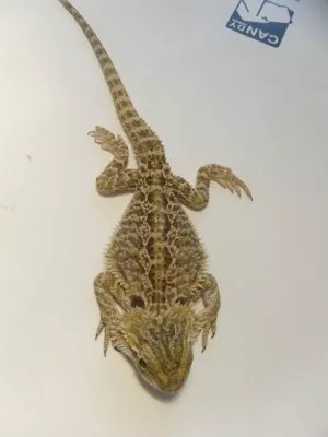 Fotka k příspěvku