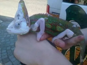 Fotka k příspěvku