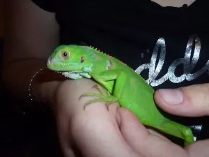 Fotka k příspěvku