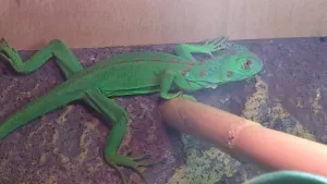 Fotka k příspěvku