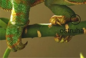 Fotka k příspěvku