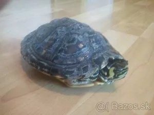 Fotka k příspěvku