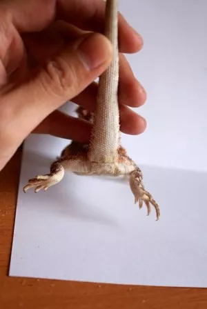 Fotka k příspěvku