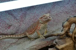 Fotka k příspěvku