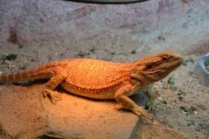Fotka k příspěvku