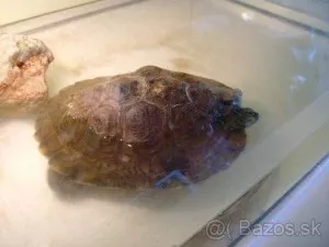 Fotka k příspěvku
