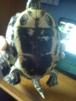 Fotka k příspěvku