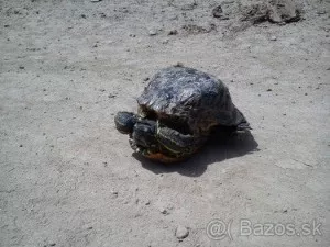 Fotka k příspěvku