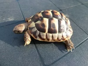 Fotka k příspěvku