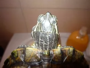 Fotka k příspěvku