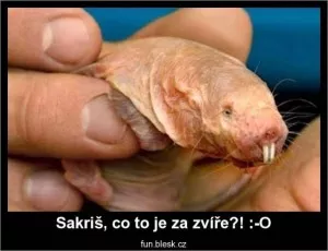 Fotka k příspěvku