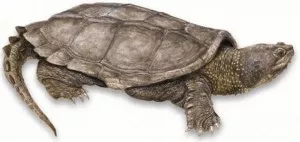 Fotka k příspěvku