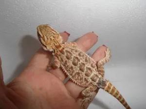 Fotka k příspěvku