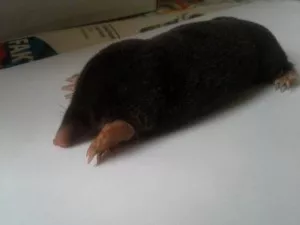 Fotka k příspěvku
