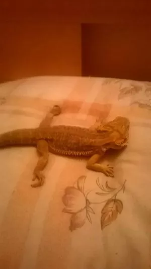 Fotka k příspěvku