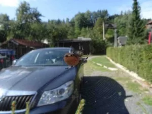 Fotka k příspěvku
