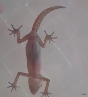 Fotka k příspěvku
