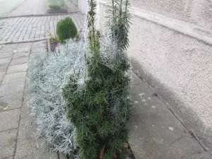 Fotka k příspěvku