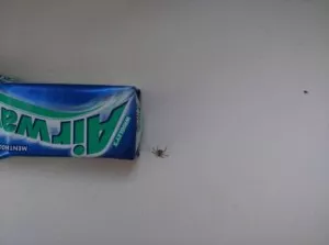Fotka k příspěvku