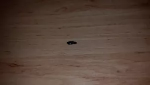 Fotka k příspěvku