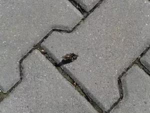 Fotka k příspěvku