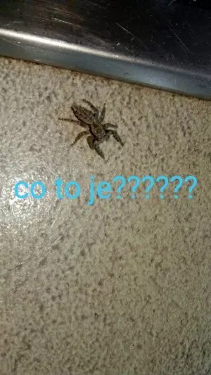 Fotka k příspěvku