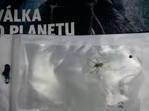 Fotka k příspěvku