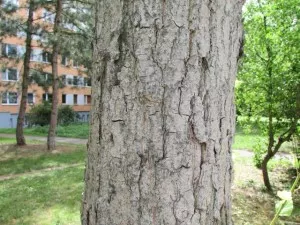 Fotka k příspěvku