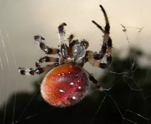 Fotka k příspěvku