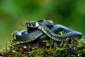 Fotka k příspěvku