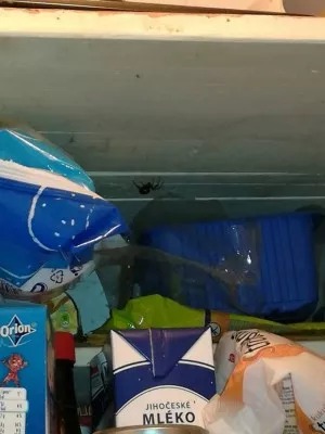 Fotka k příspěvku