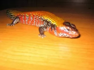 Fotka k příspěvku
