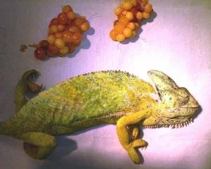 Fotka k příspěvku