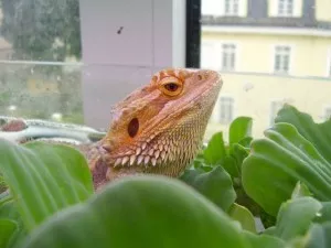 Fotka k příspěvku