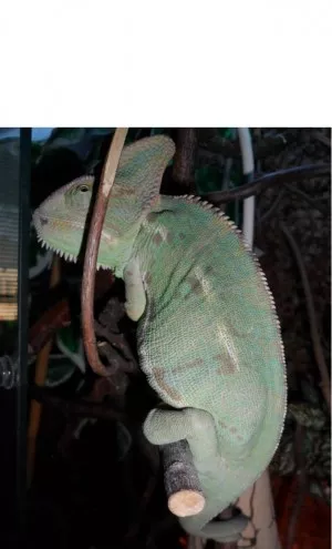 Fotka k příspěvku