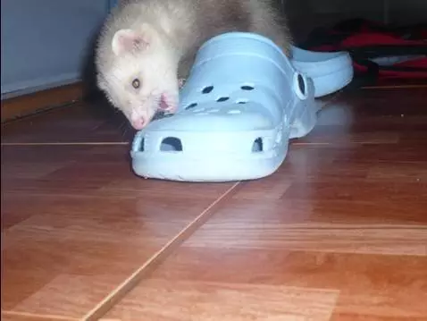 NEJ