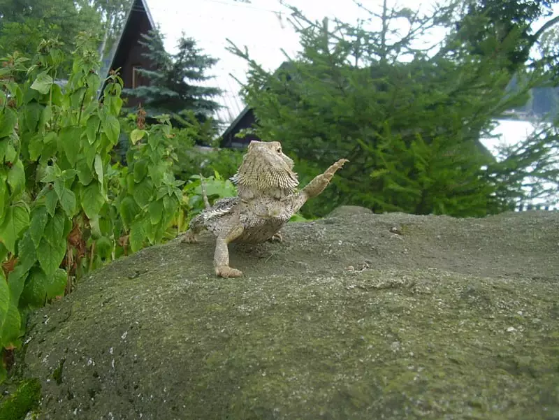 NEJ