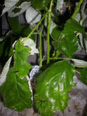 deticky od tiatarum